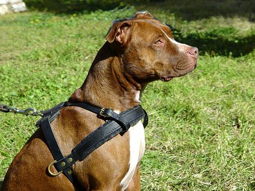 geschirr Hund, zuggeschirr Leder fuer Pitbull